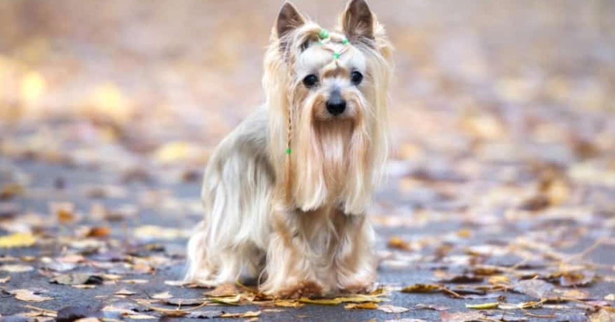 The elegant Airedale Terrier (Canis Lupus), a marvel of nature.