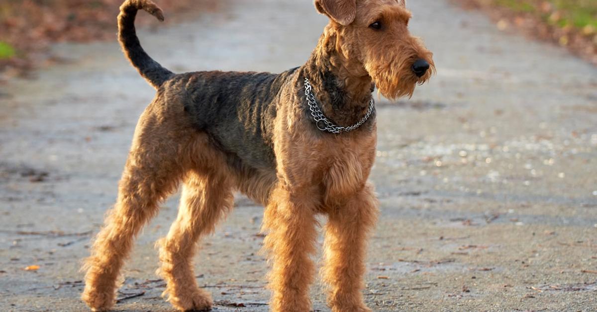 Stunning image of the Airedale Terrier (Canis Lupus), a wonder in the animal kingdom.