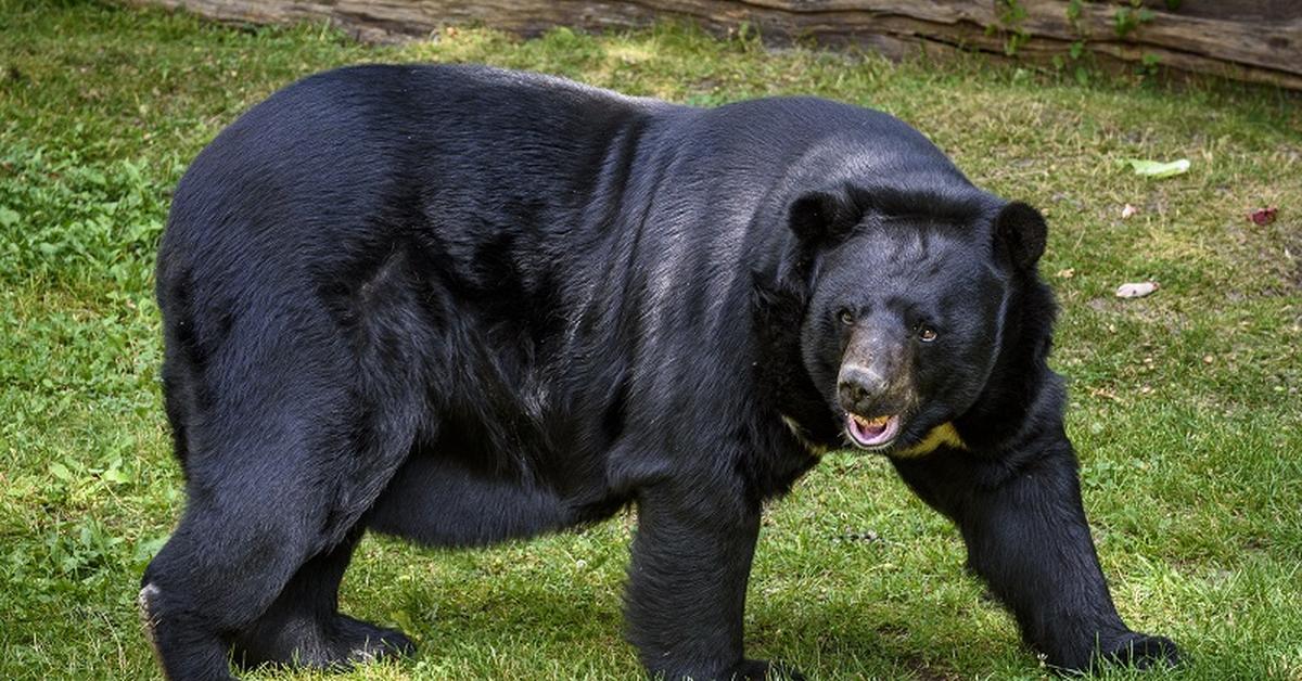 The majestic Asiatic Black Bear, also called Beruang Hitam Asia in Indonesia, in its glory.