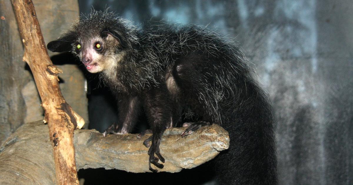 Engaging shot of the Aye-Aye, recognized in Indonesia as Aye-Aye.