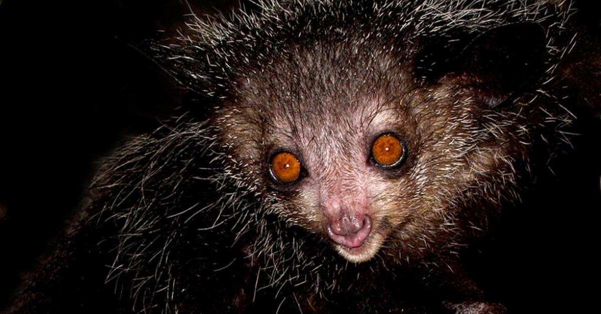 Visual of Aye-Aye, or Aye-Aye in Indonesian, showcasing its beauty.