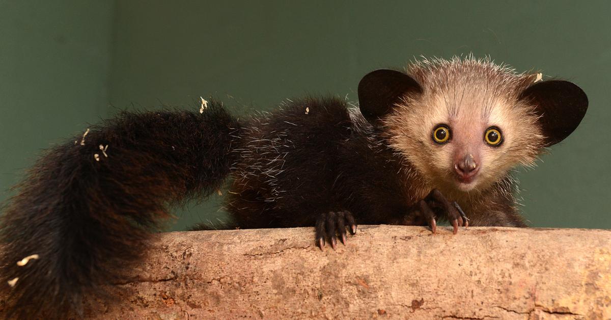 Visual of Aye-Aye, or Aye-Aye in Indonesian, showcasing its beauty.