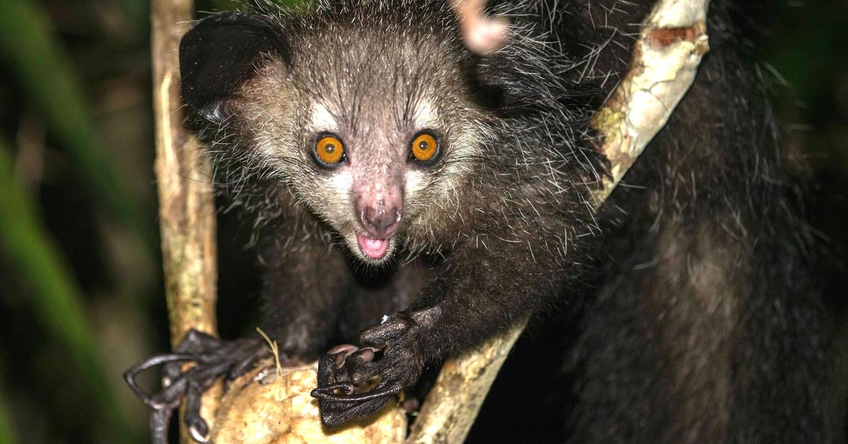 Detailed shot of the Aye-Aye, or Daubentonia madagascariensis, in its natural setting.