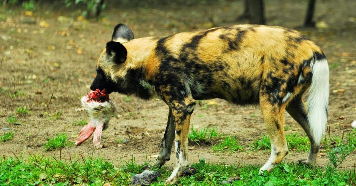 Glimpse of the African Wild Dog, known in the scientific community as Lycaon pictus.