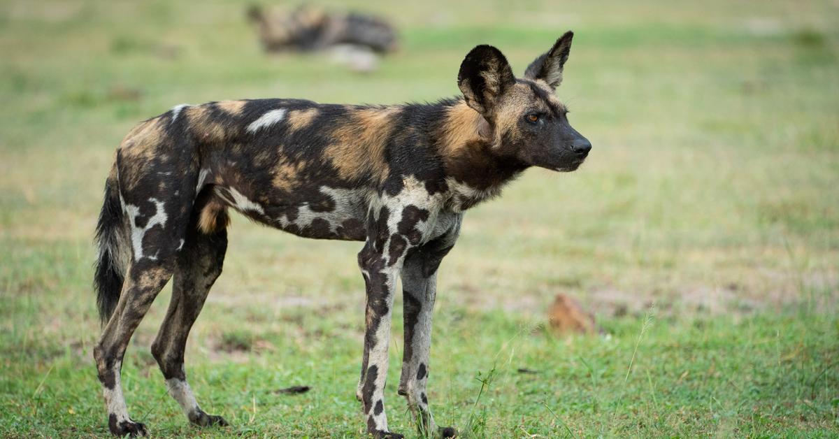 The African Wild Dog, a beautiful species also known as Anjing Liar Afrika in Bahasa Indonesia.