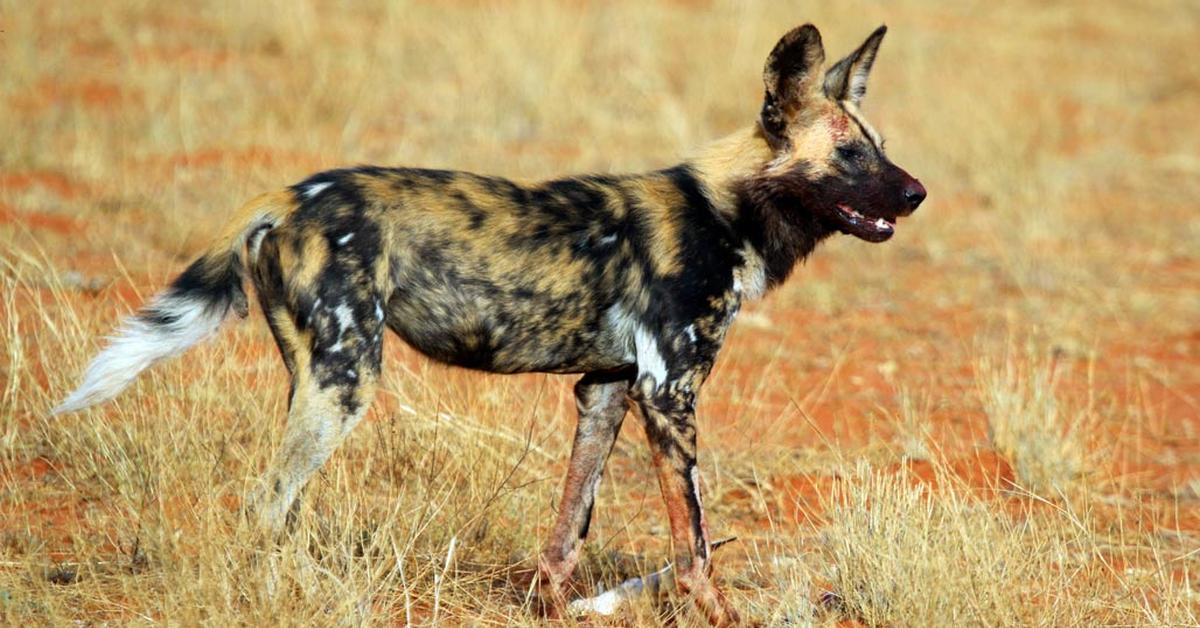 Photogenic African Wild Dog, scientifically referred to as Lycaon pictus.