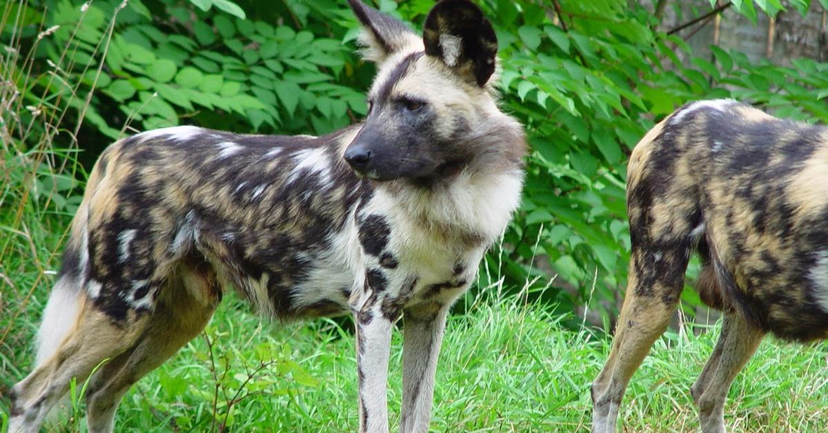 Photographic depiction of the unique African Wild Dog, locally called Anjing Liar Afrika.