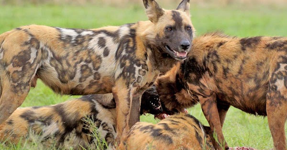 Photogenic African Wild Dog, scientifically referred to as Lycaon pictus.