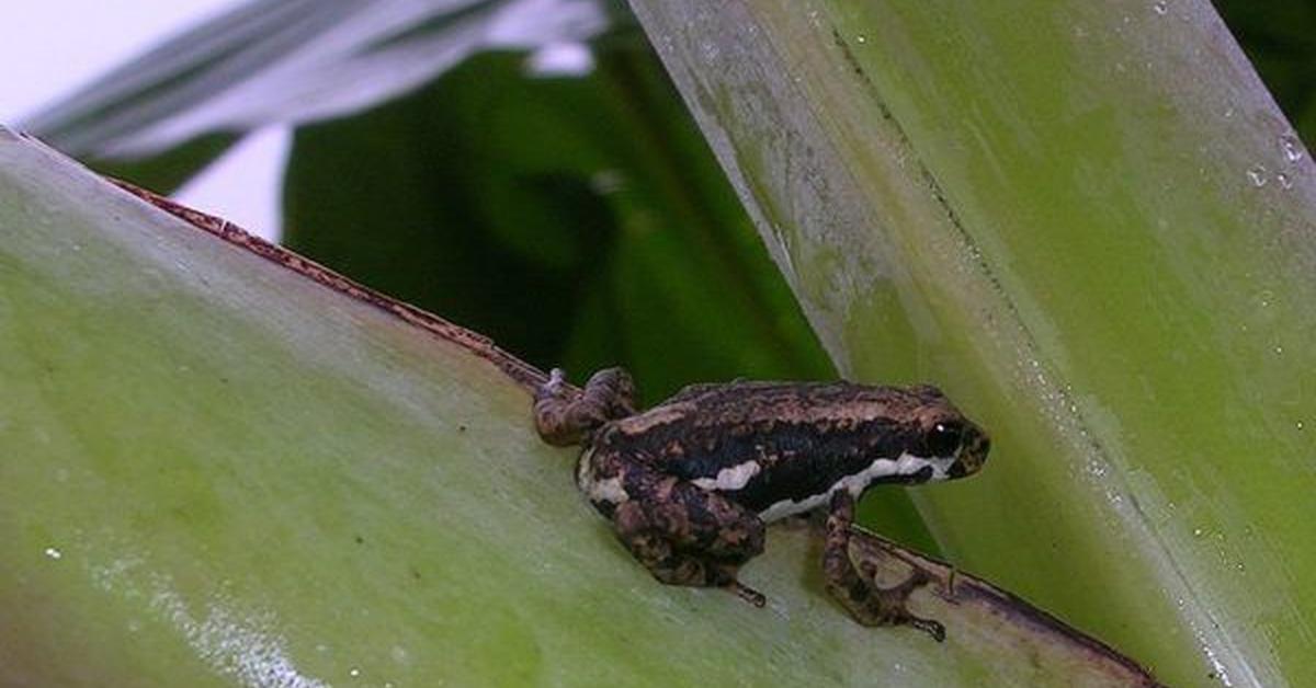 Close-up view of the African Tree Toad, known as Katak Pohon Afrika in Indonesian.