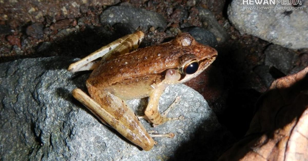 Visual representation of the African Tree Toad, recognized in Indonesia as Katak Pohon Afrika.