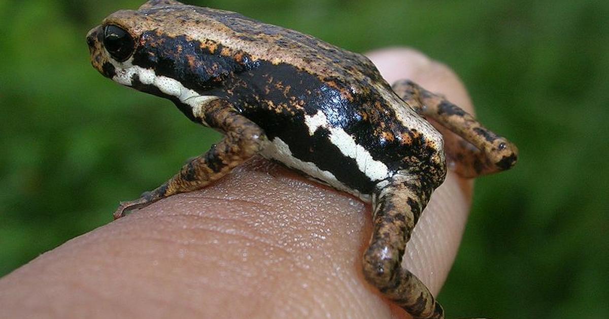 Captured moment of the African Tree Toad, in Indonesia known as Katak Pohon Afrika.