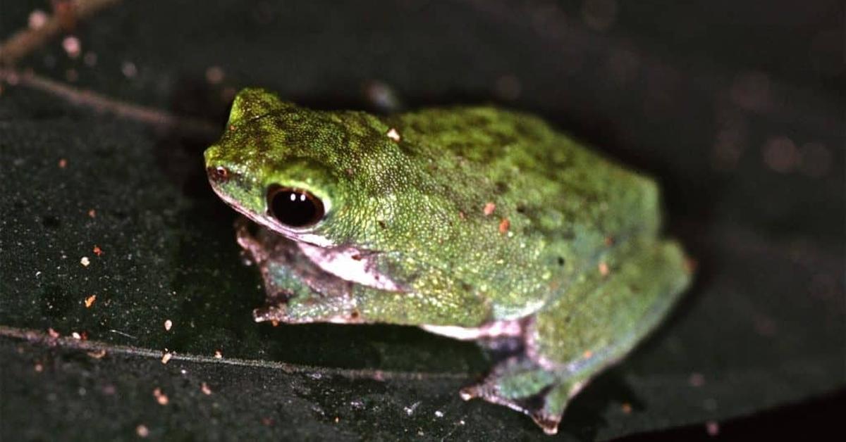 Elegant African Tree Toad in its natural habitat, called Katak Pohon Afrika in Indonesia.