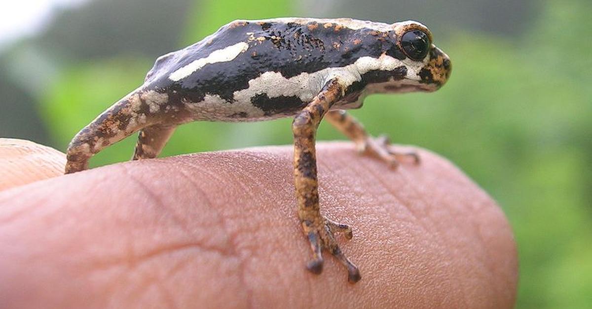 Captured elegance of the African Tree Toad, known in Indonesia as Katak Pohon Afrika.