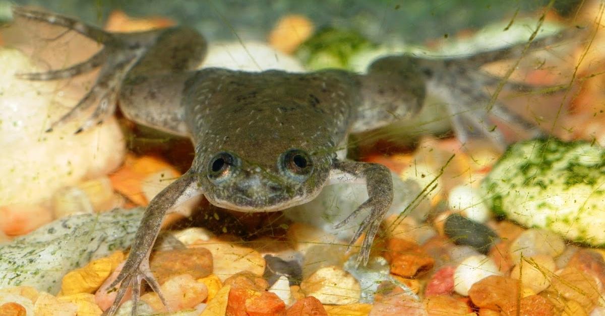 Exquisite image of African Clawed Frog, in Indonesia known as Katak Cakar Afrika.