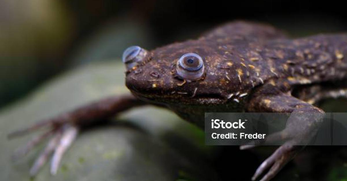 Picture of African Clawed Frog, known in Indonesia as Katak Cakar Afrika.