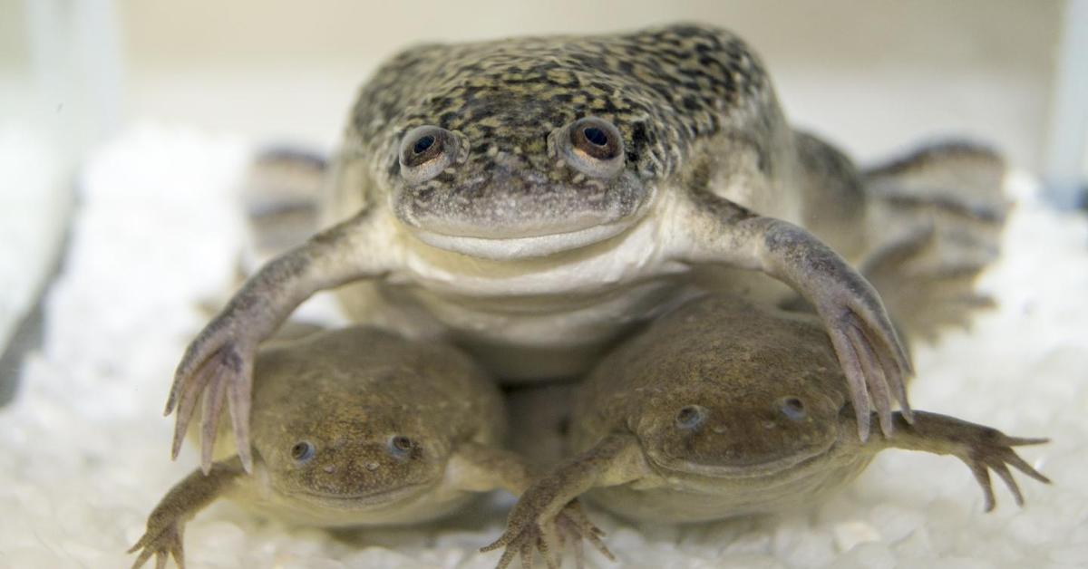 The African Clawed Frog, a beautiful species also known as Katak Cakar Afrika in Bahasa Indonesia.