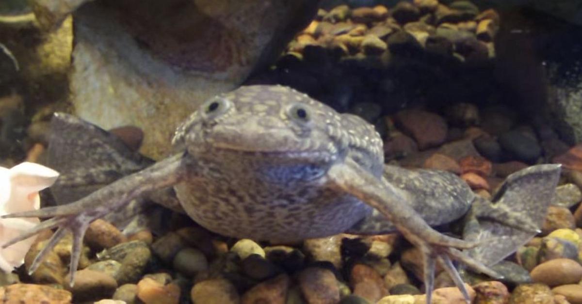 Charming view of the African Clawed Frog, in Indonesia referred to as Katak Cakar Afrika.