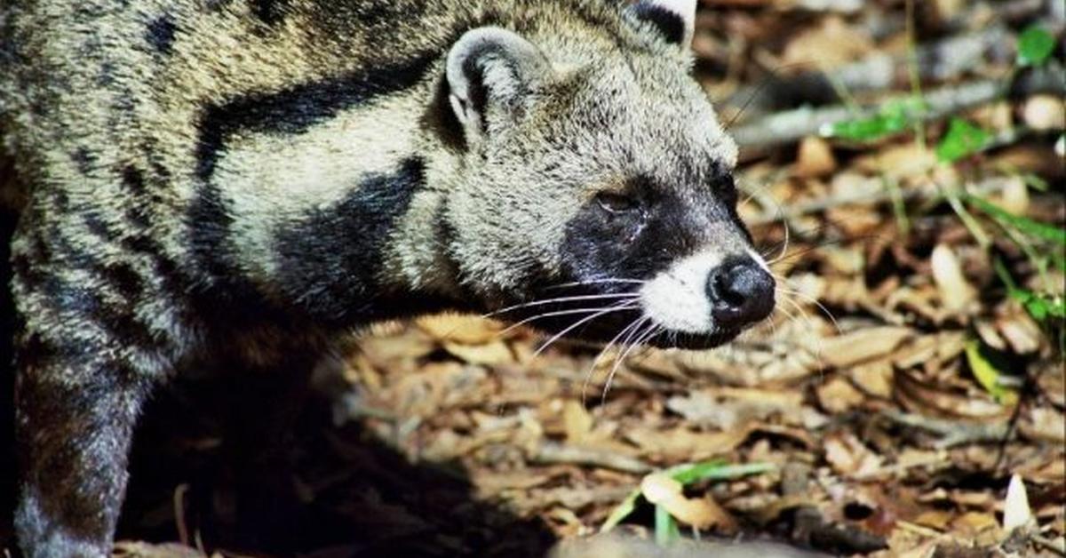 Elegant portrayal of the African Civet, also known as Civettictis civetta.