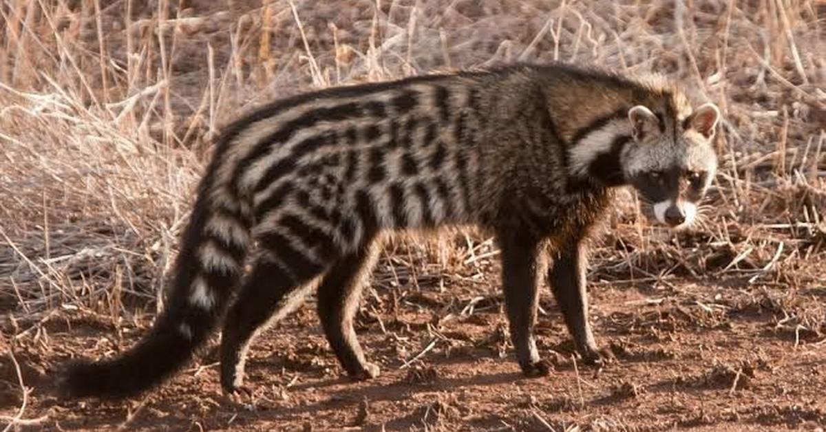 The African Civet, an example of Civettictis civetta, in its natural environment.