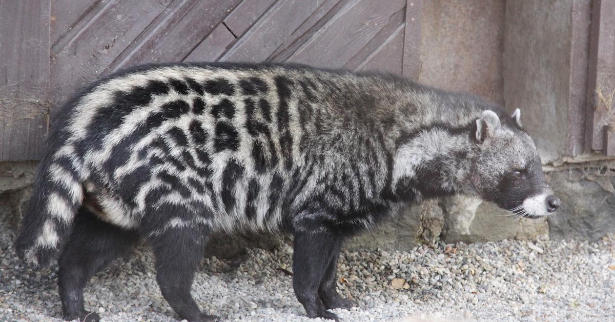 Exquisite image of African Civet, in Indonesia known as Musang Afrika.