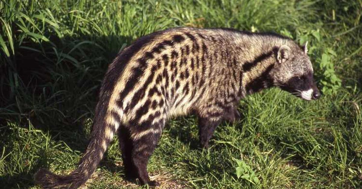 Snapshot of the intriguing African Civet, scientifically named Civettictis civetta.