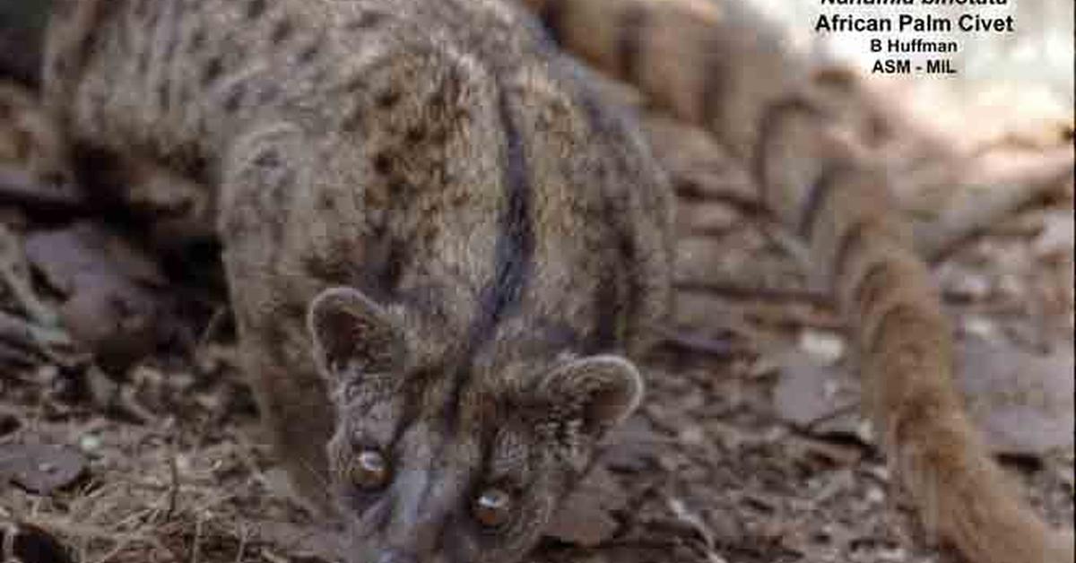 Vibrant snapshot of the African Palm Civet, commonly referred to as Musang Kelapa Afrika in Indonesia.