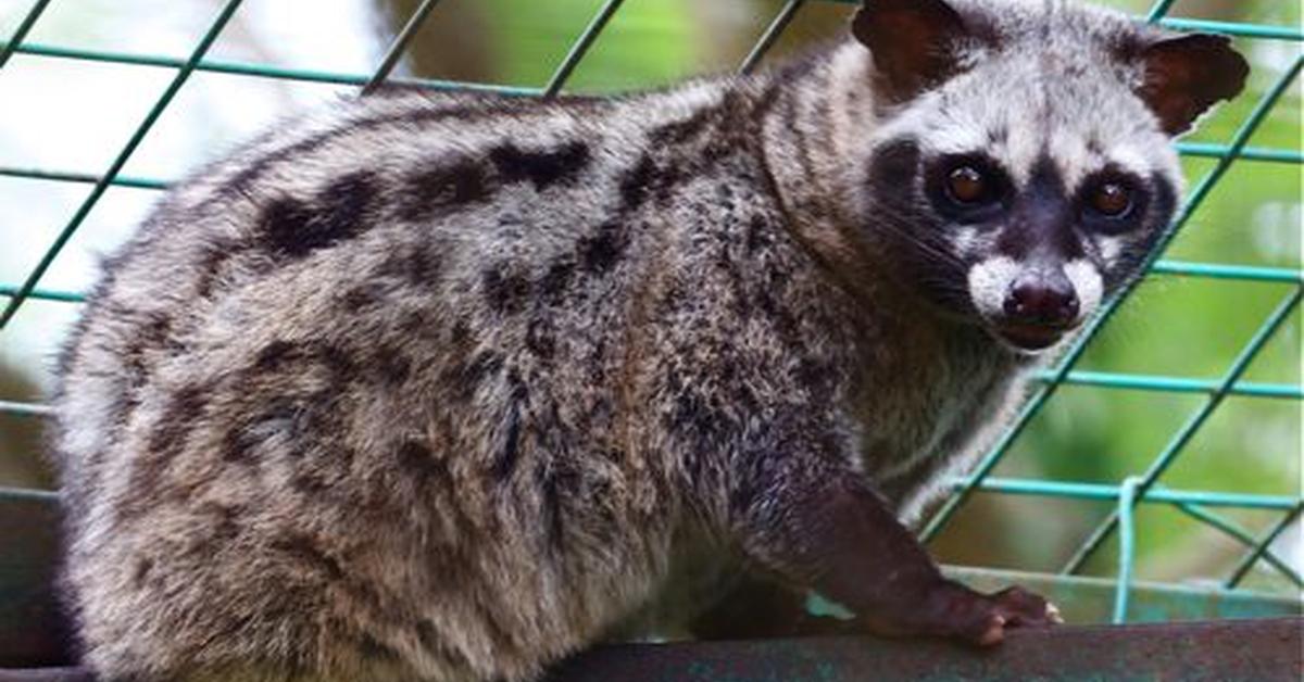 Stunning image of the African Palm Civet (Nandinia binotata), a wonder in the animal kingdom.