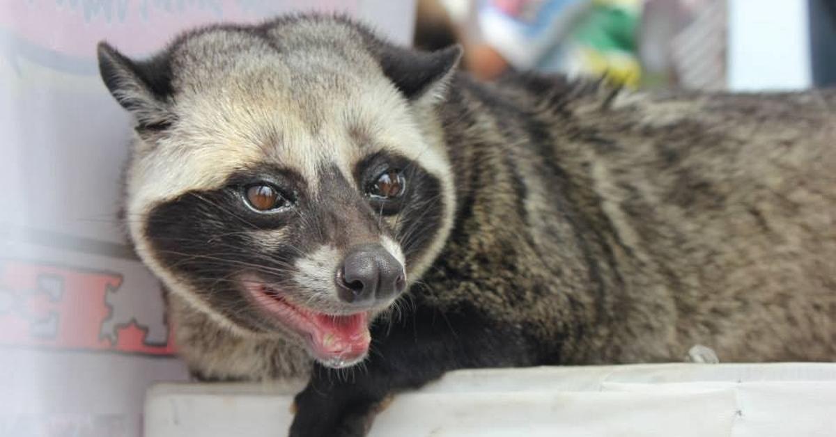 Engaging shot of the African Palm Civet, recognized in Indonesia as Musang Kelapa Afrika.