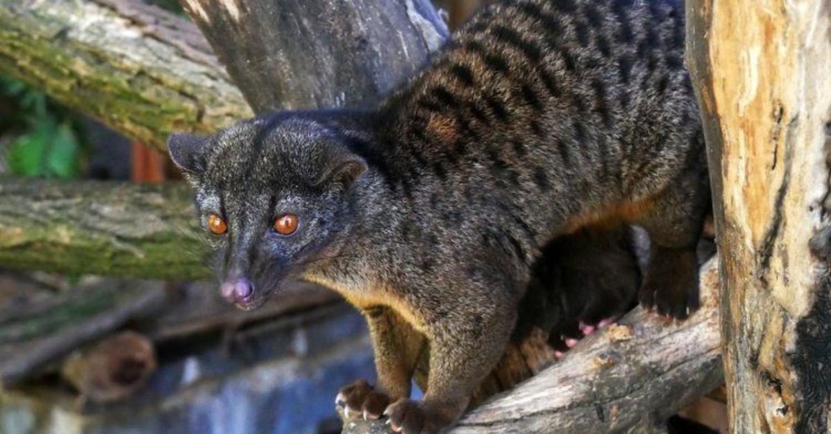 Exquisite image of African Palm Civet, in Indonesia known as Musang Kelapa Afrika.