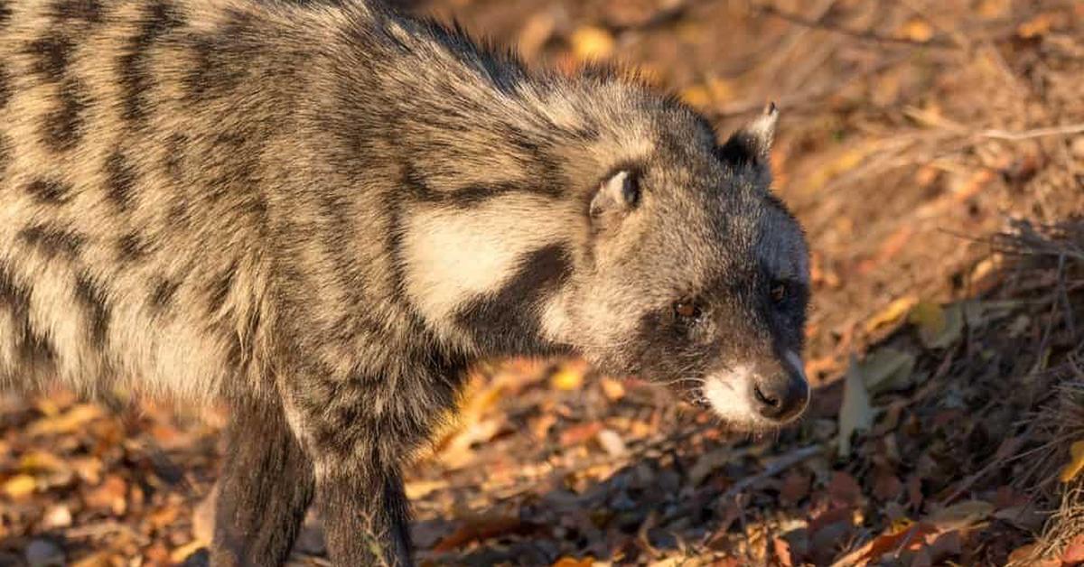 Stunning image of the African Palm Civet (Nandinia binotata), a wonder in the animal kingdom.