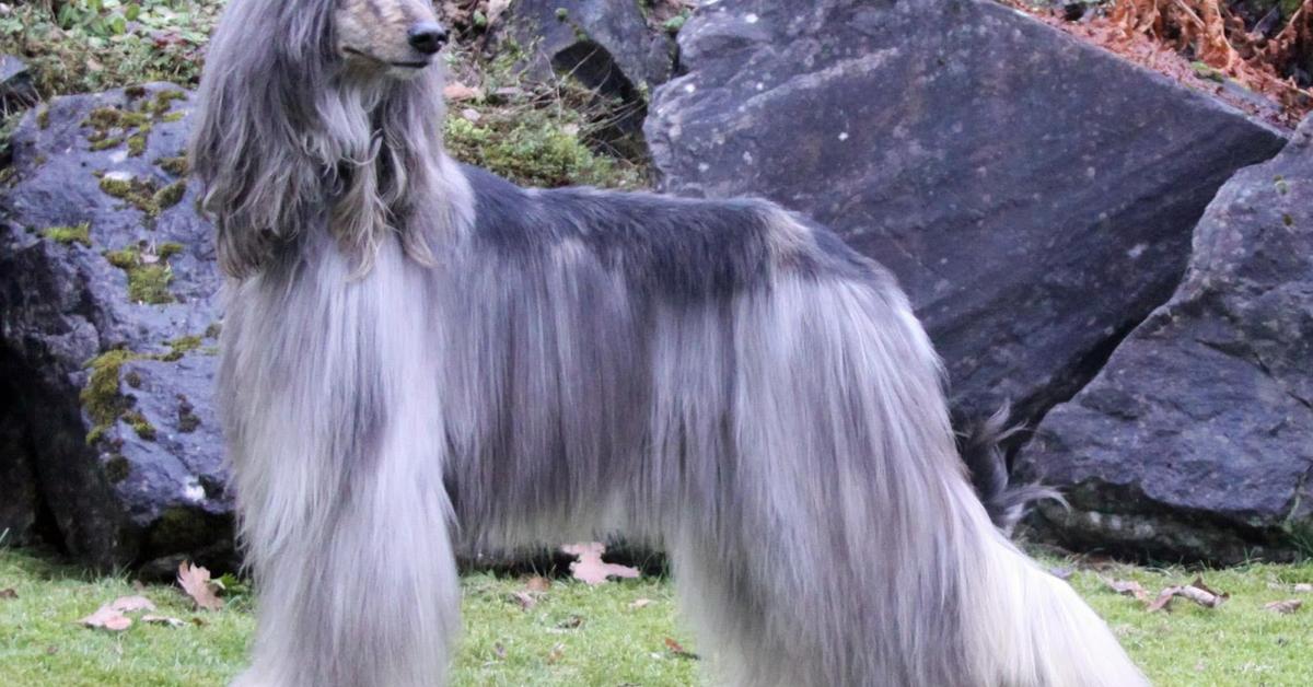 Photographic depiction of the unique Afghan Hound, locally called Anjing Afghan.