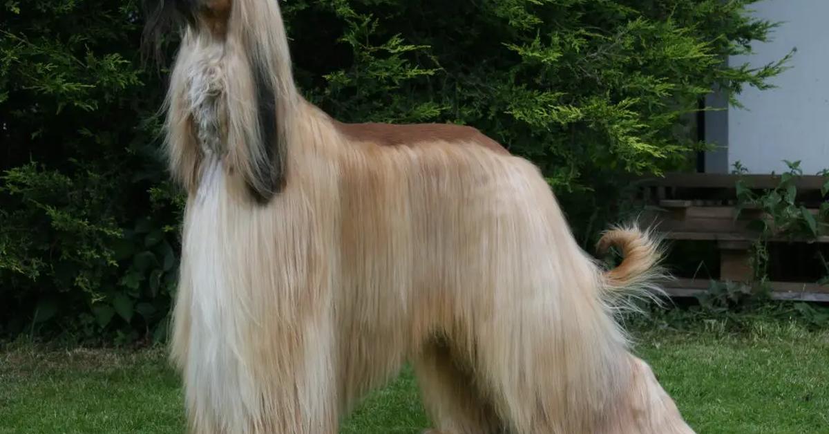 Photographic depiction of the unique Afghan Hound, locally called Anjing Afghan.