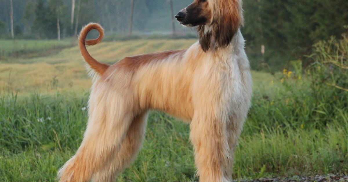 Vivid image of the Afghan Hound, or Anjing Afghan in Indonesian context.