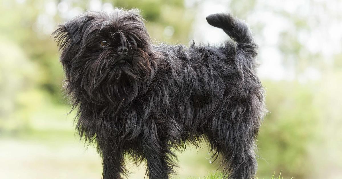 Elegant portrayal of the Affenpinscher, also known as Canis Lupus.