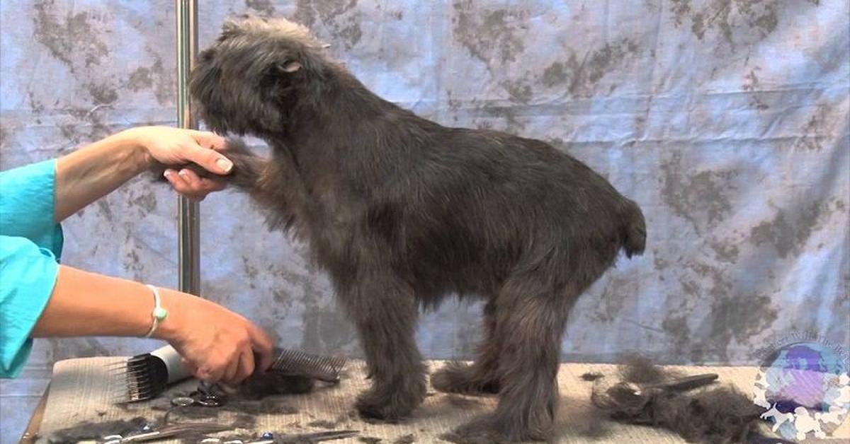 Picture of Affenpinscher, known in Indonesia as Anjing Affenpinscher.