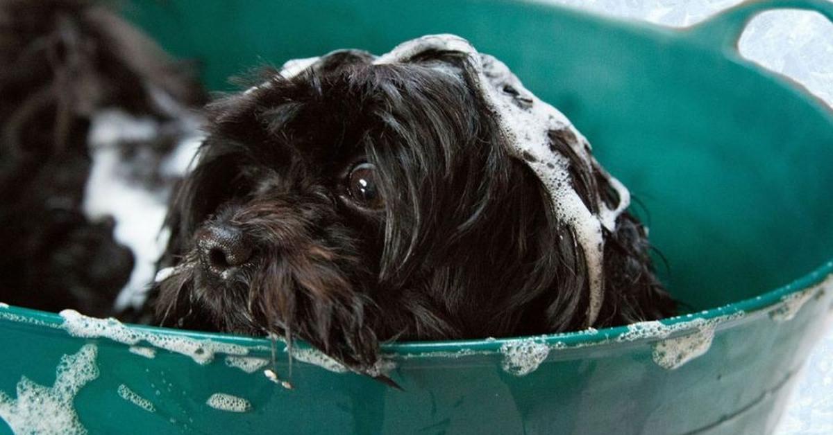 Engaging shot of the Affenpinscher, recognized in Indonesia as Anjing Affenpinscher.