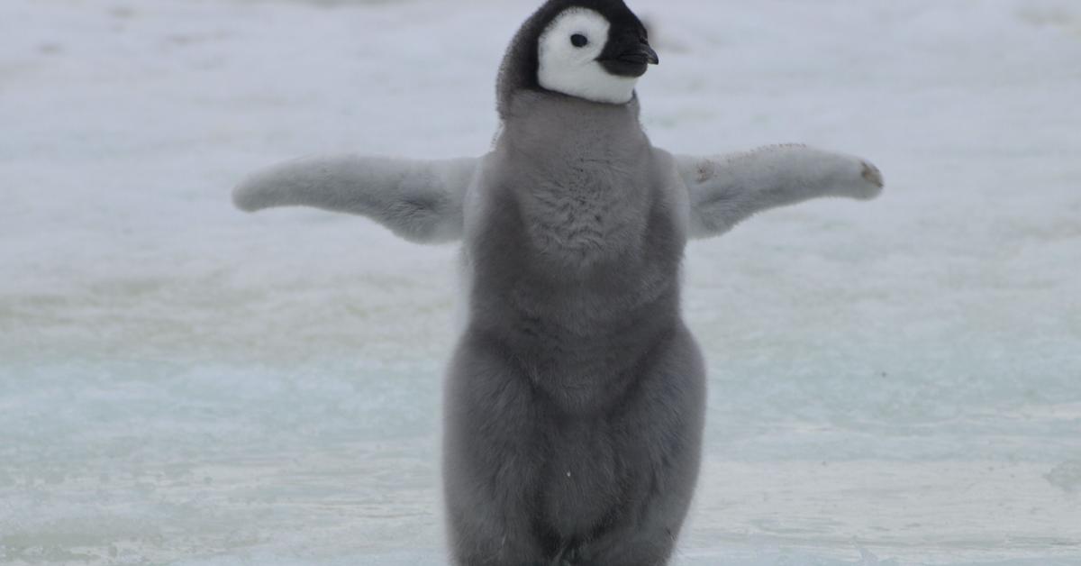 Graceful Adélie Penguin, a creature with the scientific name Pygoscelis adeliae.