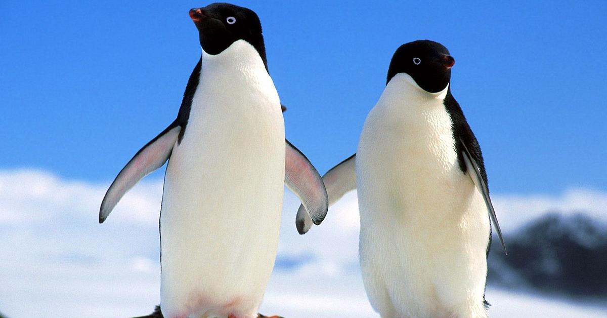 Engaging shot of the Adélie Penguin, recognized in Indonesia as Pinguin Adélie.