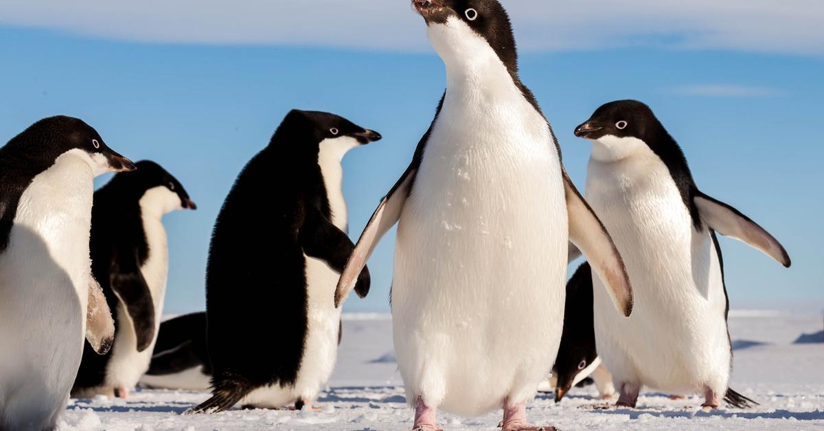 Striking appearance of the Adélie Penguin, known in scientific circles as Pygoscelis adeliae.