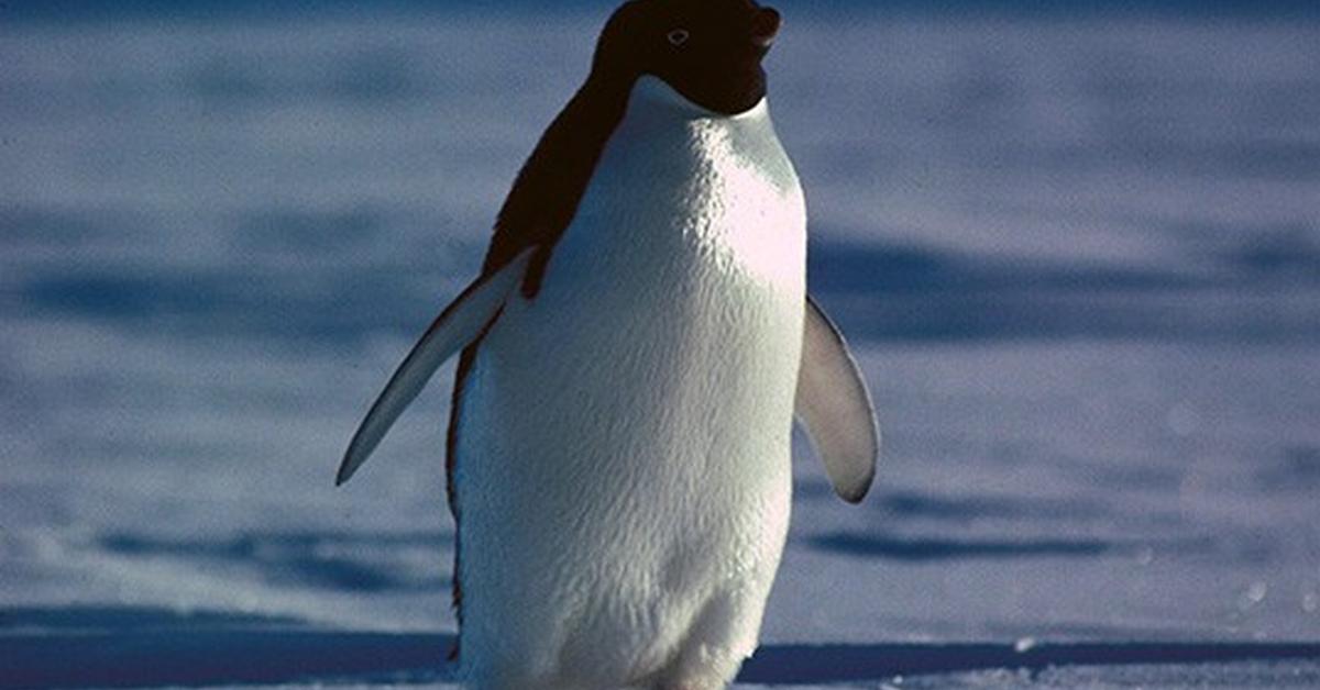 Stunning image of the Adélie Penguin (Pygoscelis adeliae), a wonder in the animal kingdom.