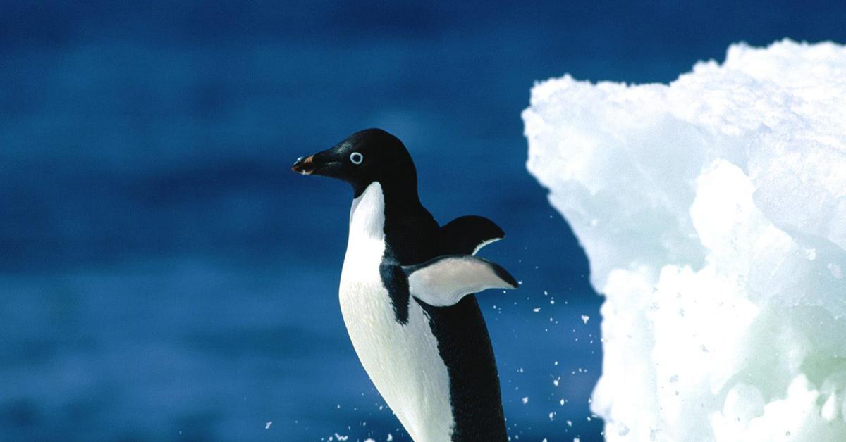 Photogenic Adélie Penguin, scientifically referred to as Pygoscelis adeliae.