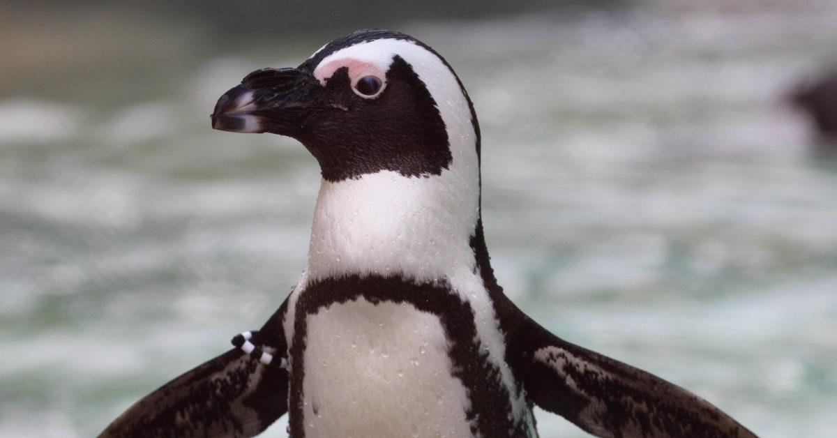 Exquisite image of African Penguin, in Indonesia known as Penguin Afrika.