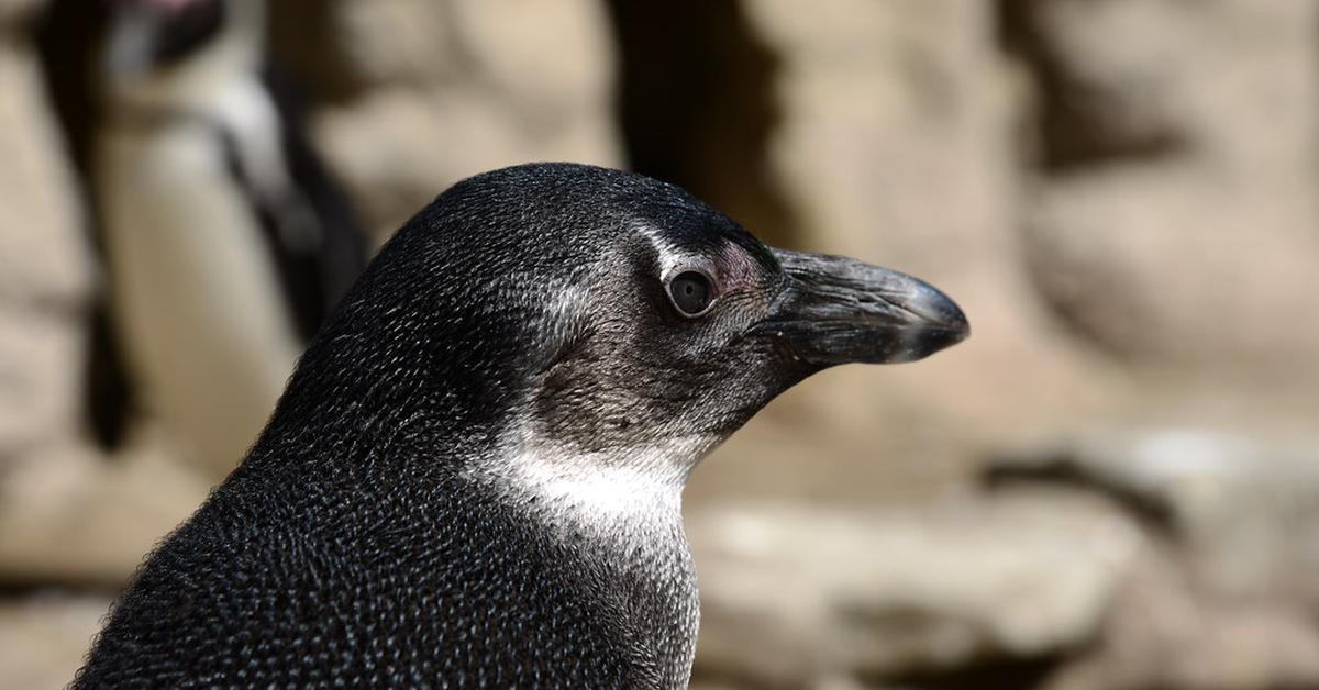 Close encounter with the African Penguin, scientifically called Spheniscus demersus.