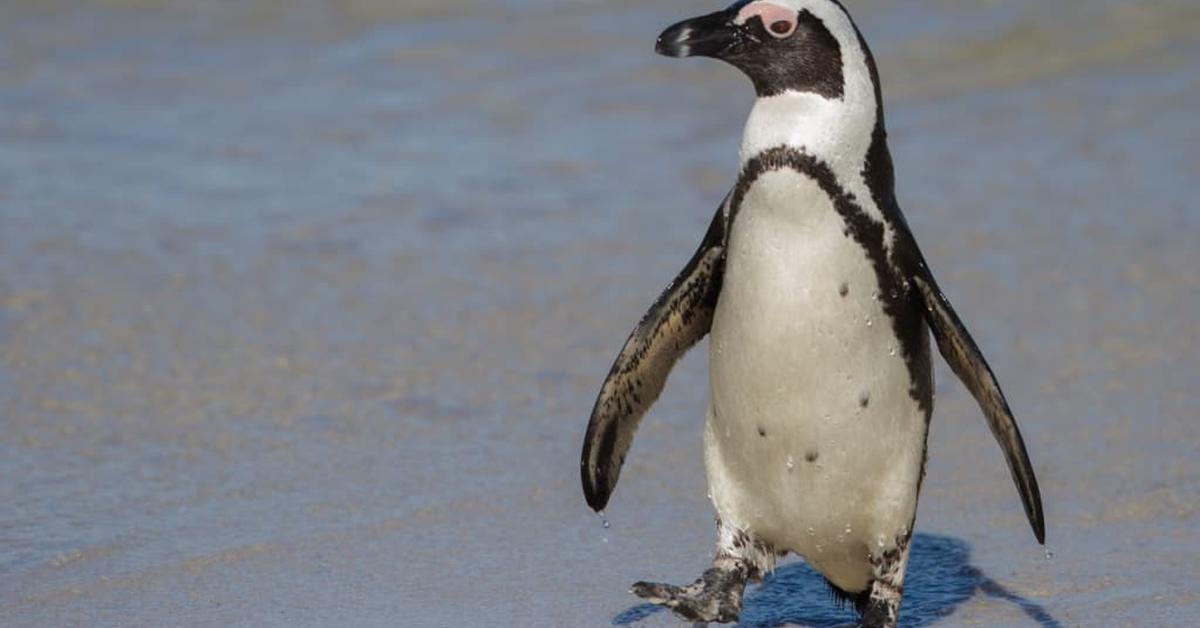 The African Penguin, a species known as Spheniscus demersus, in its natural splendor.