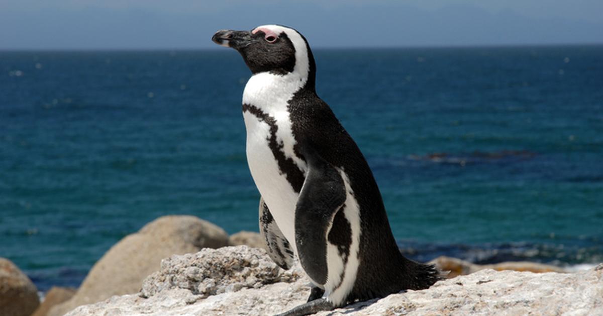 The fascinating African Penguin, scientifically known as Spheniscus demersus.