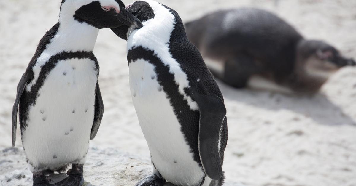 Unique portrayal of the African Penguin, also called Penguin Afrika in Bahasa Indonesia.