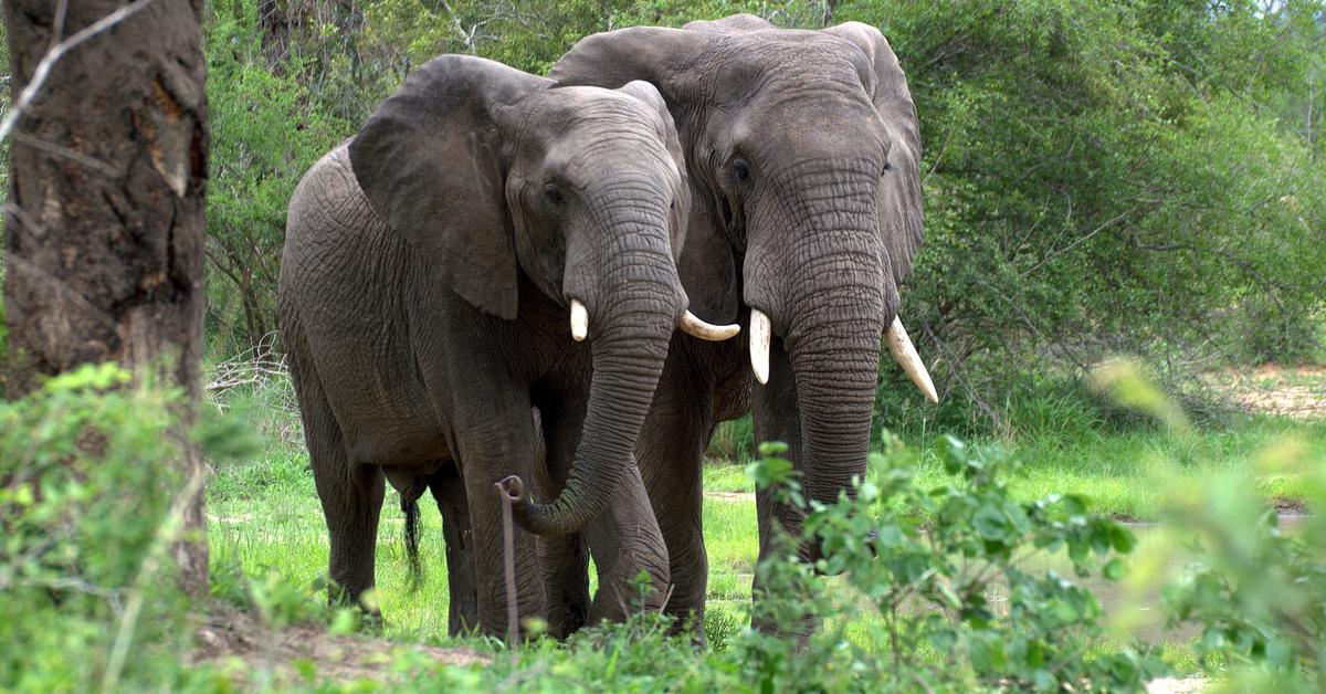 Elegant portrayal of the African Forest Elephant, also known as Loxodonta cyclotis.