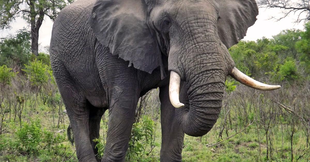 Portrait of a African Forest Elephant, a creature known scientifically as Loxodonta cyclotis.