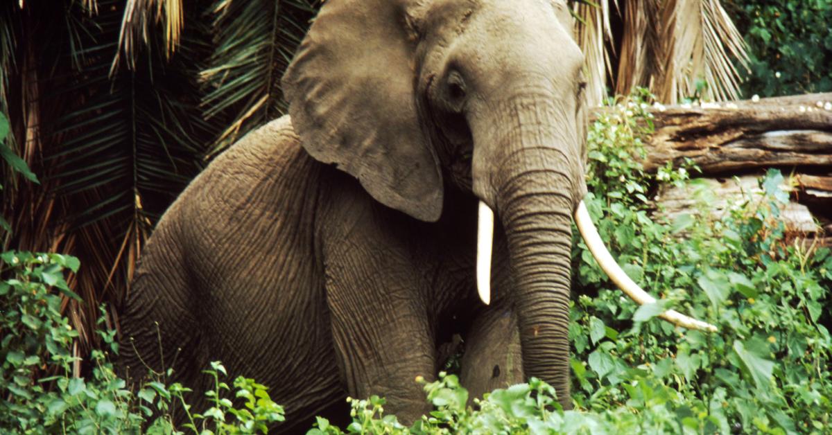 Photographic depiction of the unique African Forest Elephant, locally called Gajah Hutan Afrika.