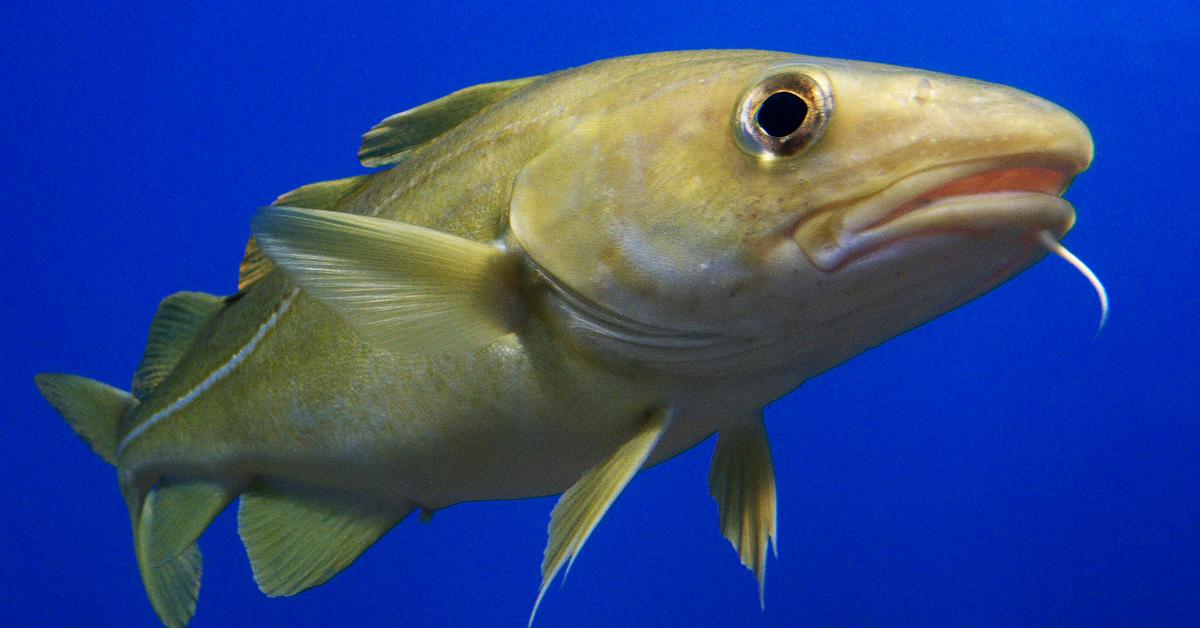 The alluring Atlantic Cod, commonly referred to as Cod Atlantik in Bahasa Indonesia.